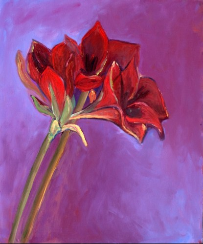 Red amarilys - 54x65 cm